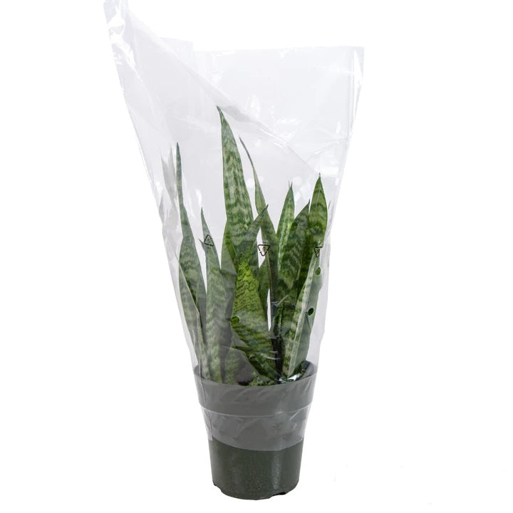 Flower Bouquet Clear Cellophane Bags Plastic Sleeves 13x25x4 Inches