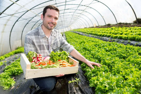 Greenhouse Plastic Clear Poly Film UV Resistant 6mil 4 Year 90% Light transmission - 16 x 25 Feet-A&A Grower Supplies