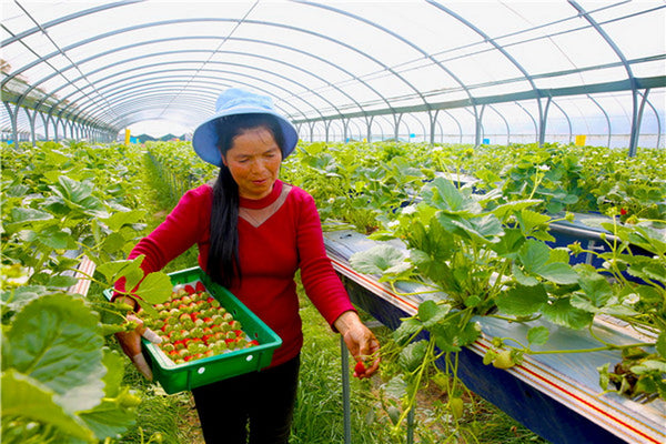 Greenhouse Plastic Clear Poly Film UV Resistant 6mil 4 Year 90% Light transmission - 16 x 25 Feet-A&A Grower Supplies